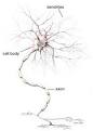 Which nerve cells do what?