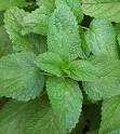 Essential Kisses Lip Balm: Lemon Balm (Melissa) EO : Heaven and ...