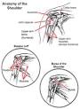 Common Shoulder Injuries - Your Orthopaedic Connection - AAOS