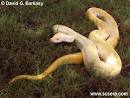 Python Photo Gallery