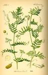 of the lentil <b>plant</b>, 1885