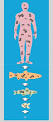 bioaccumulation.jpg