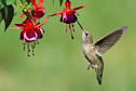 Hummingbird Urns | Browse Cremation Urns by Theme