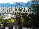 Bronx zoo: New York man mauled by tiger faces trespass charge ...