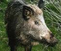 http://www.factzoo.com/sites/all/img/mammals/pigs/ugly-wild-boar-head.jpg