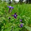 Image result for "Anchusa stylosa subsp. stylosa"