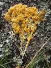 Slime mould plasmodium - via Daymix