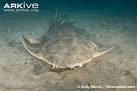 ARKive - Angel shark photo - Squatina squatina - G49803