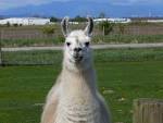 File:Llama front.jpg - Wikimedia Commons
