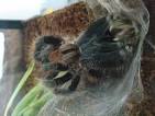 BioLib - Image - Brachypelma albopilosum (Honduras Curly Hair ...