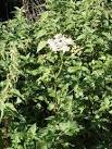 SP5803 : Cow parsley flowering in autumn, Garsington - via Daymix