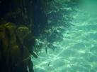 Kelp forest, Sanna bay - via Daymix