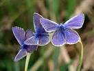 Common Blue (male) - via Daymix