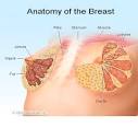 http://images.medicinenet.com/images/illustrations/anatomy_breast.jpg