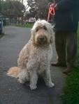 Dog of the Day: Bouvier des Flandres | The Dogs of San Francisco