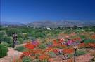 Botanical gardens, Worcester, Western Cape province, South Africa ...