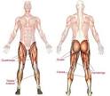 I am talking about upper <b>leg</b>