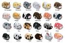 Zhu Zhu Pets Hamsters || Where Will Your Zhu Zhu Zhu-