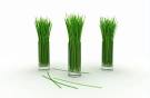 How to grow lemongrass indoors