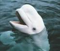 Beluga Whale Dies | PETA.