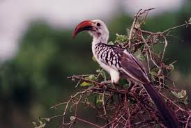 Tukan oder Hornvogel - Bild \u0026amp; Foto von Hartmut Grätz aus Kenya ...