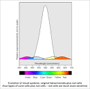 DIY Calculator :: Color Vision: One of Nature's Wonders
