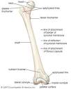 leg: human femur bone -- Britannica Online Encyclopedia
