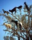 why goats climb