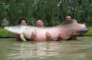 My Funny: Arapaima - The Amazon's Giant Fish | Pictures