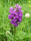 (Subspecies purpurella.) - via Daymix