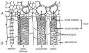 Lab I - Plant Structure (