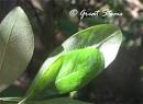 Great Stems: May 2010 Archives