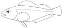 Hexagrammidae