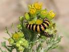 Cinnabar moth caterpillars on - via Daymix