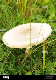 Image result for Cystolepiota friesii
