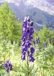 <b>Aconitum</b> | ferrebeekeeper