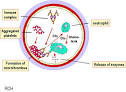 Hypersensitivity reactions