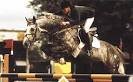 Irish horses, Combined Training and Cross Country Schooling in ...