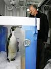 New Zealand's Happy Feet Penguin Returns To The Sea - Pictures ...