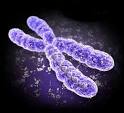 Human Chromosomes and Karyotype | genegeek