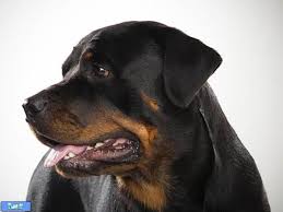 Bildergebnis für ‫سگ واقی وکربه واقی‬‎