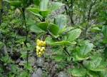 File:Berberis-vulgaris-flowers.jpg - Wikipedia, the free encyclopedia