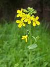 <b>mustard</b>-flower