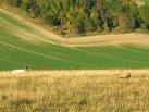 All that testosterone! Both the sheep and the pheasant are male. - via Daymix