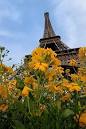 France, Paris, Eiffel Tower with flowers in the foreground | David ...