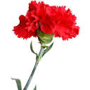 ASPCA | Carnation