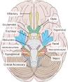 <b>Oculomotor nerve</b>