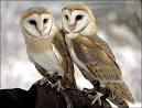 Barn Owls Box Office Blunders    Chandlers Fantasy Blog