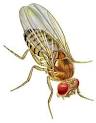 Drosophila melanogaster (Fruit fly)
