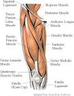 <b>Thigh</b> Anatomy